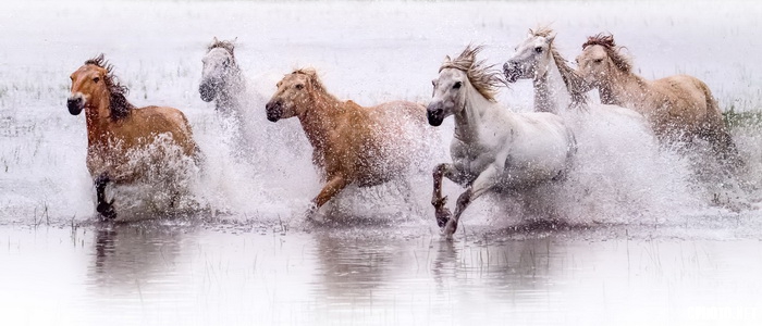 杨胜华 the galloping horses_调整大小.jpg