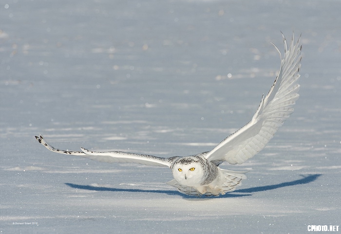 Swooping Snowy Owl_调整大小.jpg