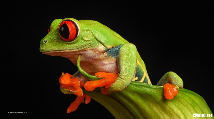 Red Eyed Frog_С.jpg
