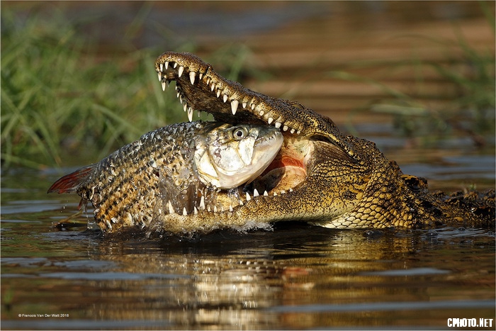 Crocodile Sushi_С.jpg