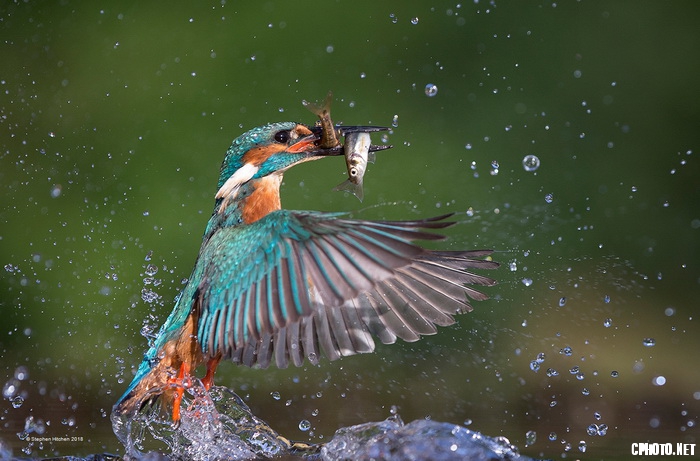 Kingfisher Double Catch_С.jpg