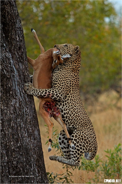 Leopard with Catch_С.jpg