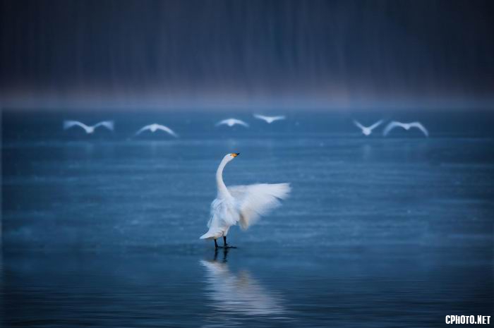 调整大小 dance of the swans.jpg