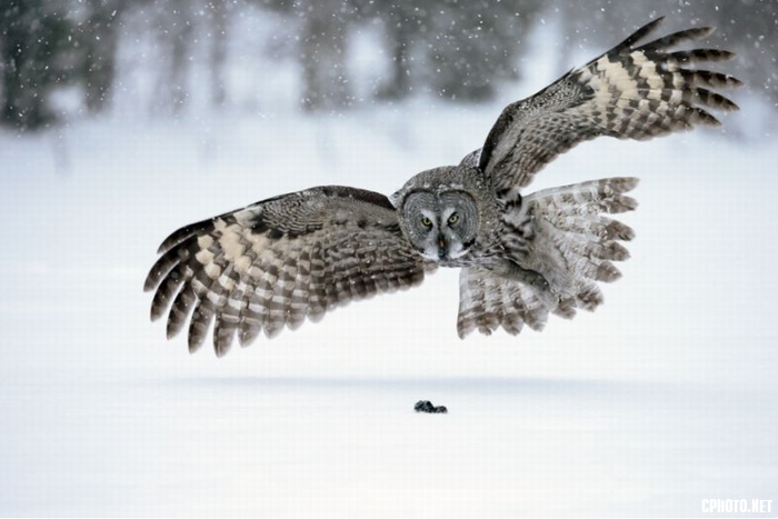 great grey owl hunting on snow.png