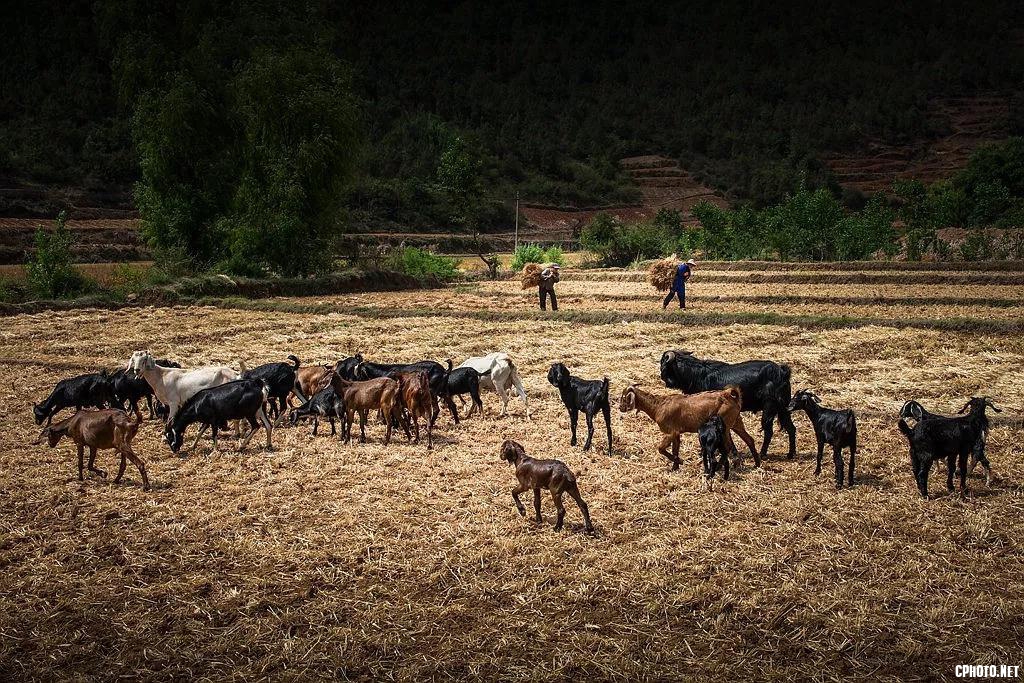 牛羊，村民，恰好构成一幅极美的秋收图，田野里金灿灿一片，闪烁着丰收的喜悦。