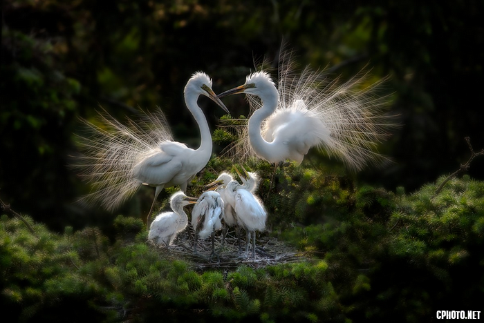 Egret Family.png