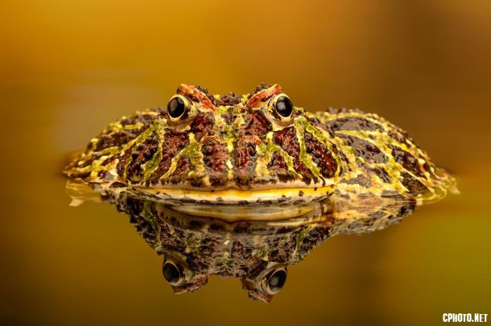 argentinian ornate horned frog.jpg
