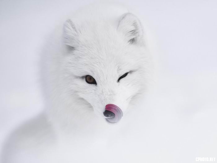 arctic fox 4.jpg