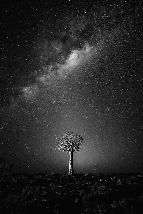 quiver tree and milky way.jpg