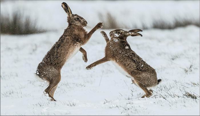 boxing hares in the snow.jpg