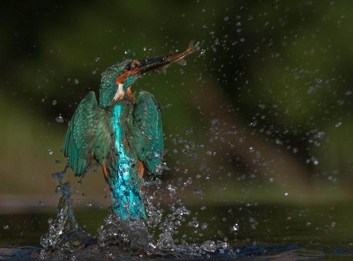 kingfisher with catch.jpg