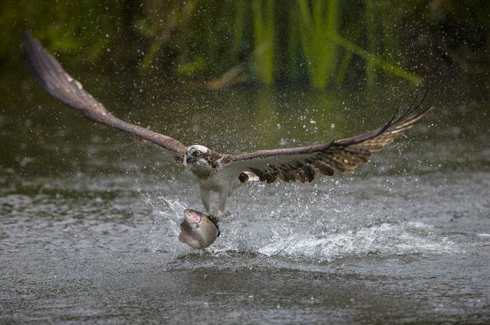 osprey flies with fish.jpg