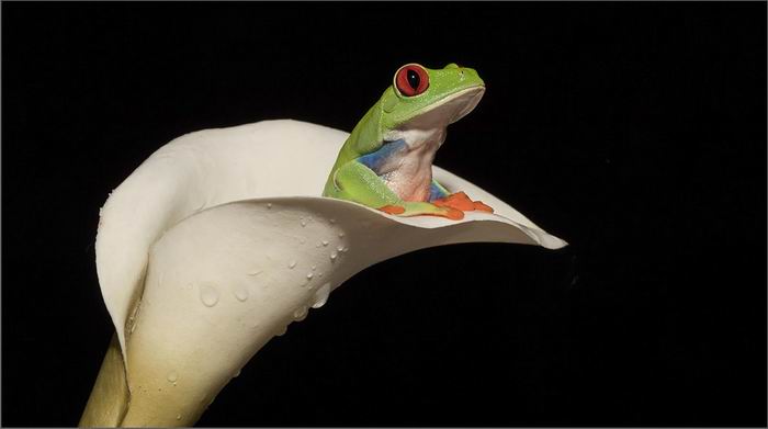 red eyed frog in lily.jpg