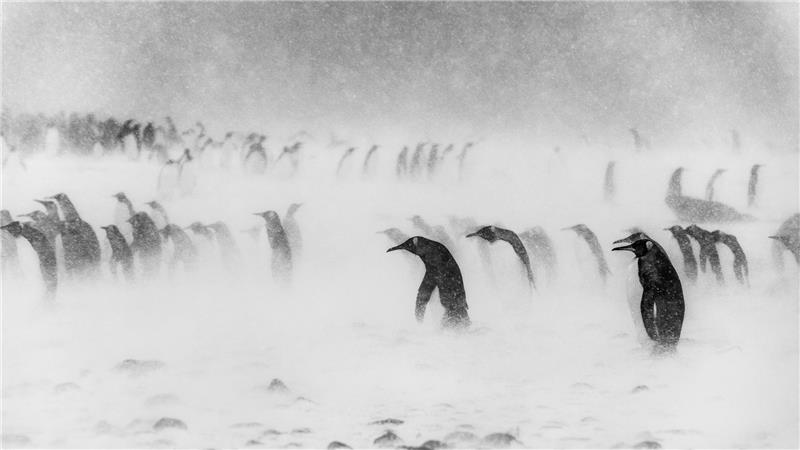 King penguins in snow storm.jpg