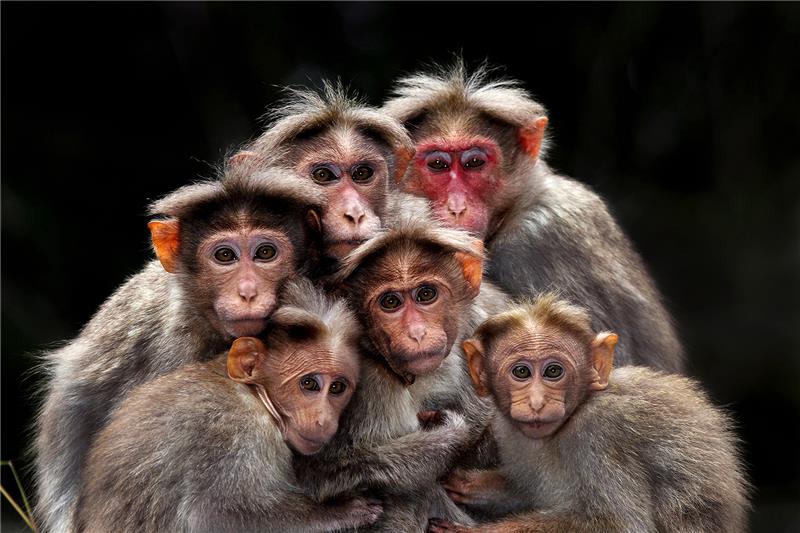 Macaque family.jpg