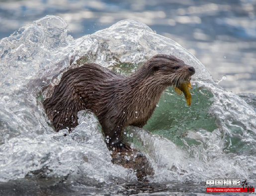 Otter and Water.png