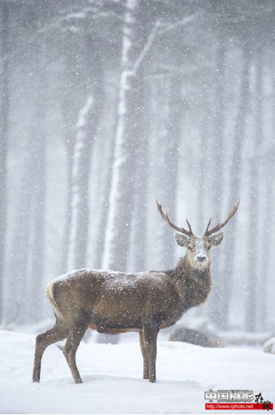 Red Deer In Snow.png