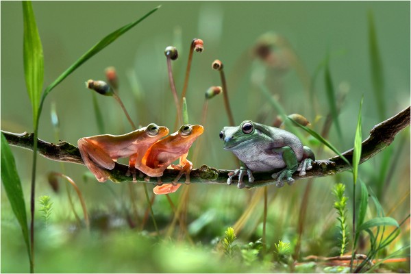Tree Frogs from two worlds.jpg