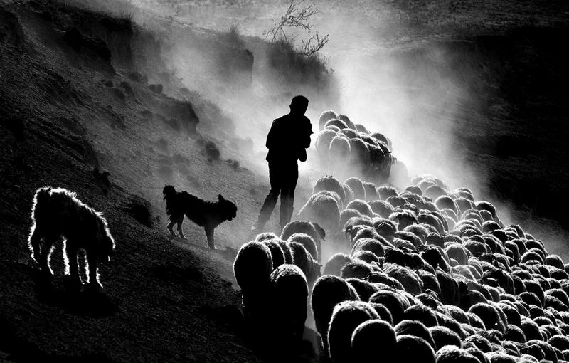 shepherd life.jpg