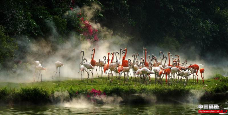 flamingos_.jpg