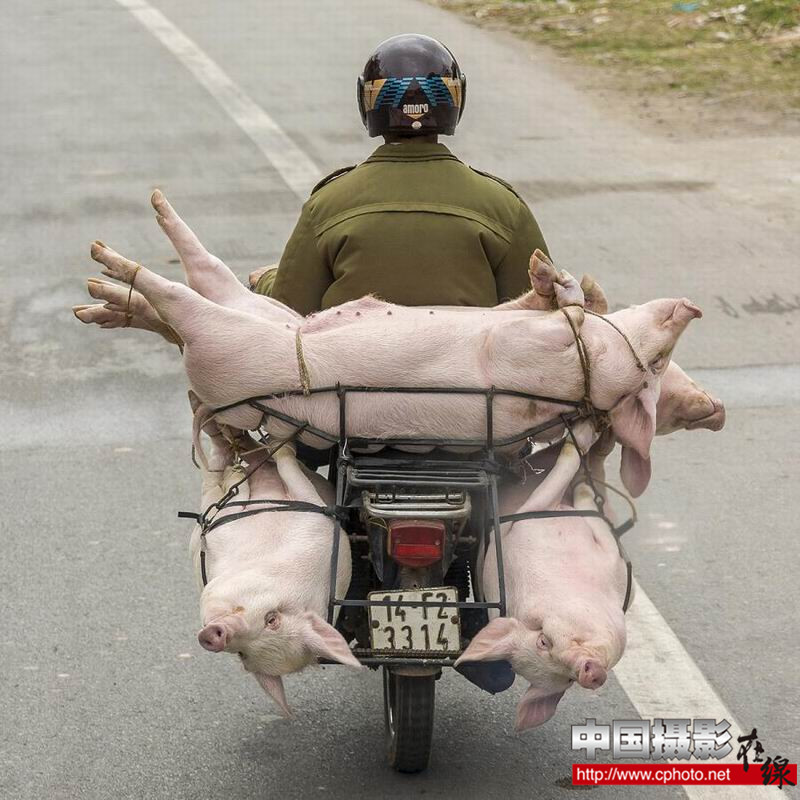 living pigs_.jpg