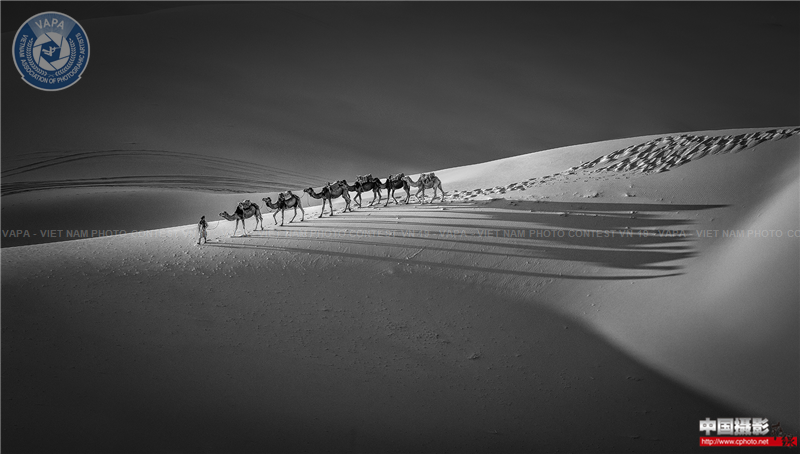 Camels in teh desert anxiping.png