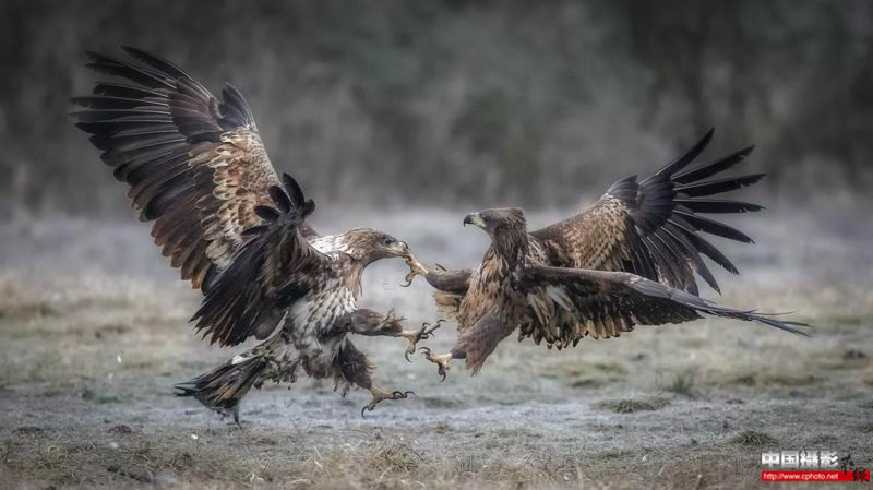 eagles fighting_副本.jpg