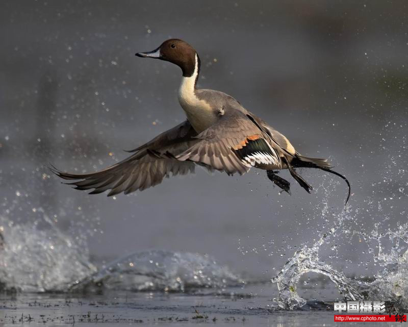 northern pintail taking off_副本.jpg