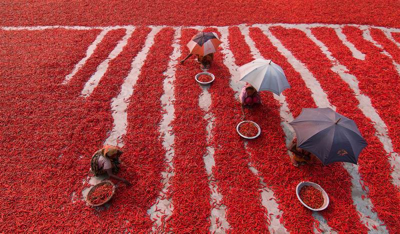 Red Chilies Pickers.jpg