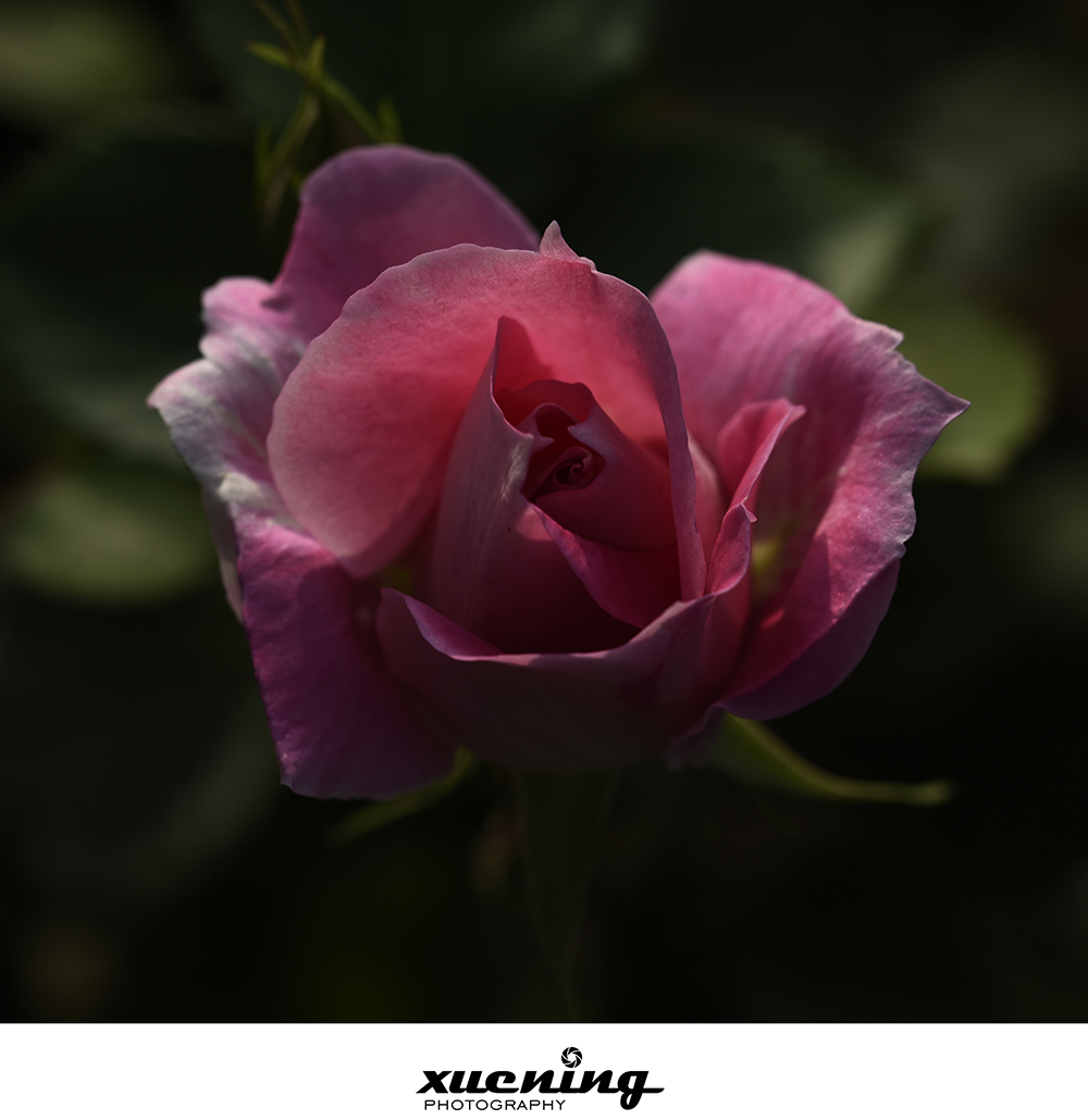 _DSC9767 拷贝.jpg