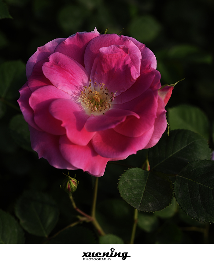 _DSC9800 拷贝.jpg