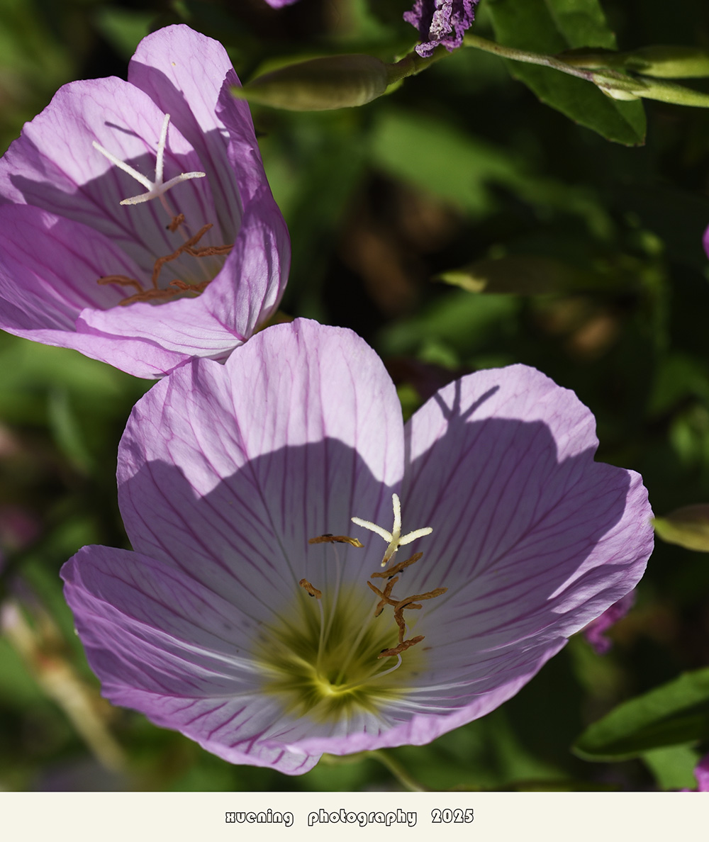 _DSC0239 拷贝.jpg