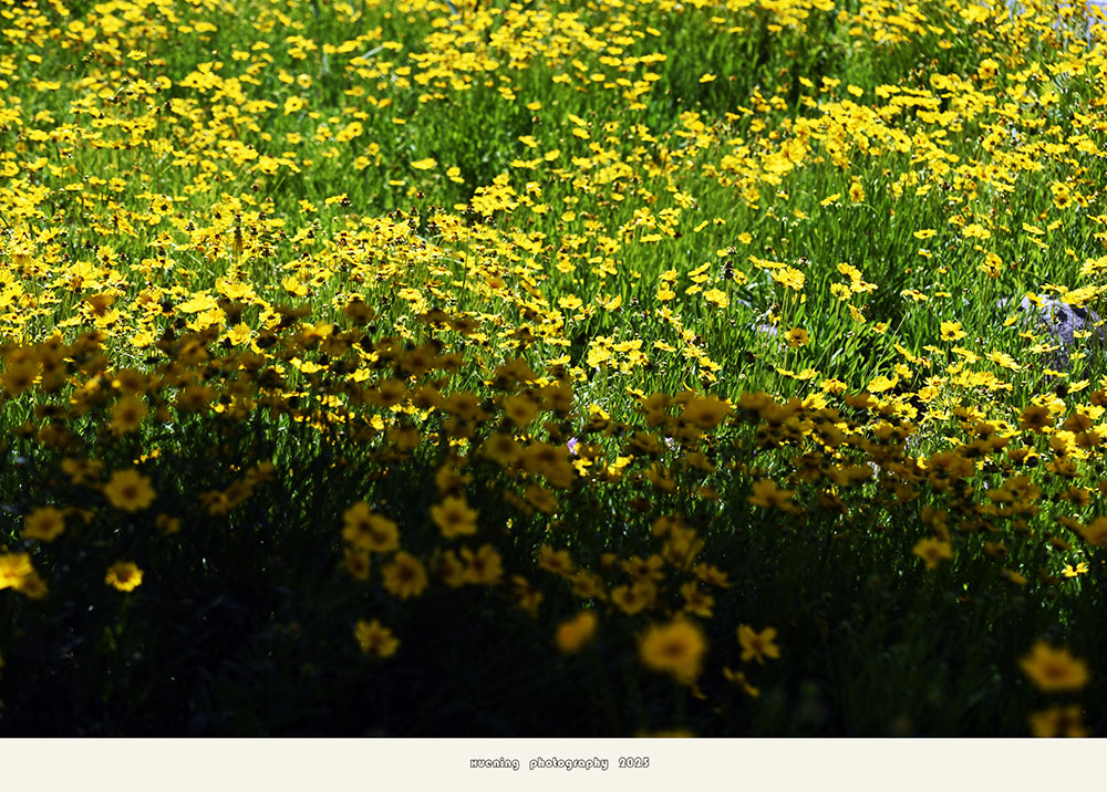 _DSC0268 拷贝.jpg