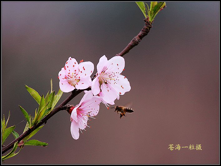报春花与蜂