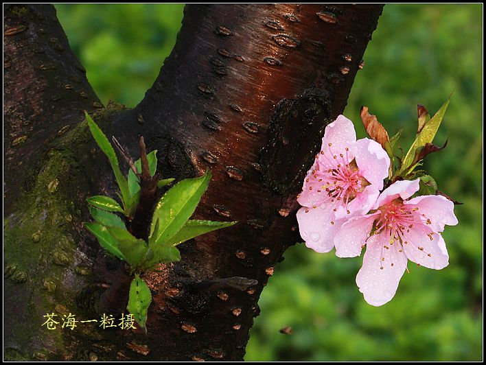 桃花娇