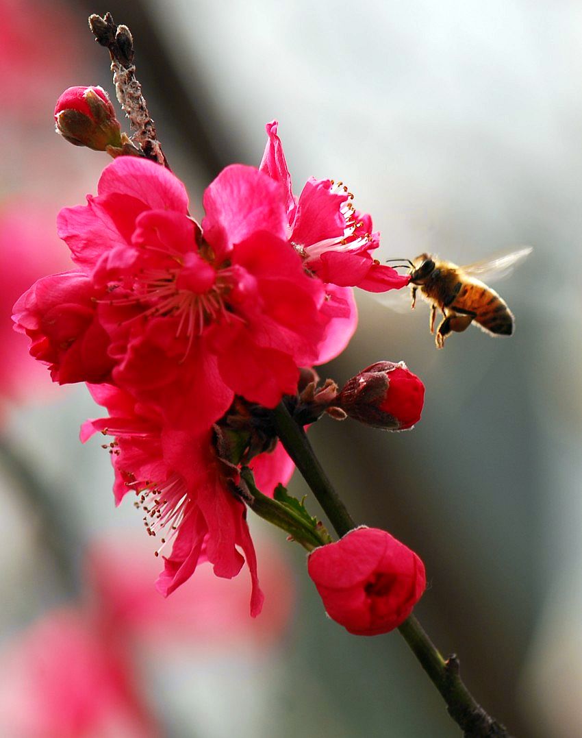 春来花开