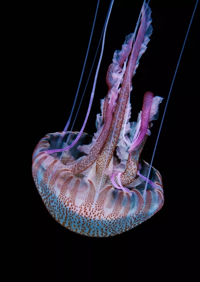 u=1600225259,3634138020&fm=173&s=69708A40A41AAFDC38ECC59A03005093&w=640&h=902&img