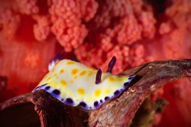 u=916831533,3172961434&fm=173&s=54A60AF242050D573A1A0FAE0300F01D&w=640&h=427&img