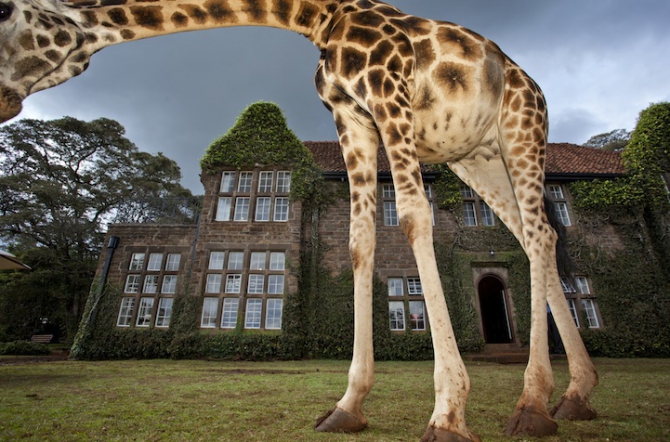 Giraffe Manor