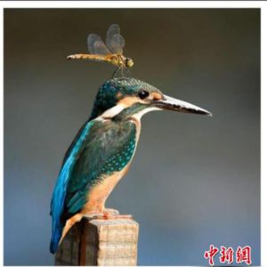 ж˿ϵġϷС䡷ۻӰ