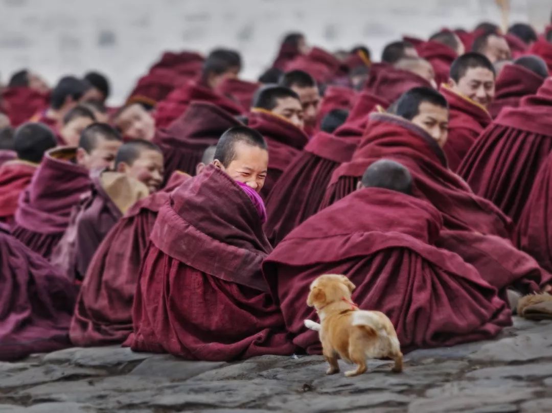 第 2 届“Wanpy 顽皮杯”中国宠物摄影大赛获奖作品公布