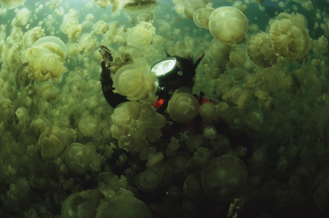 A diver in a lake filled with jellyfish.