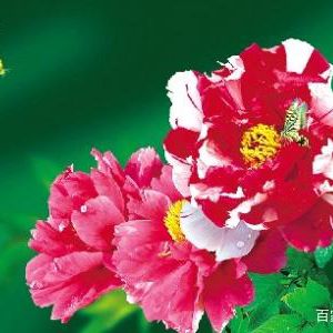 ʱ꣬ӰҴʱӰƷĵ