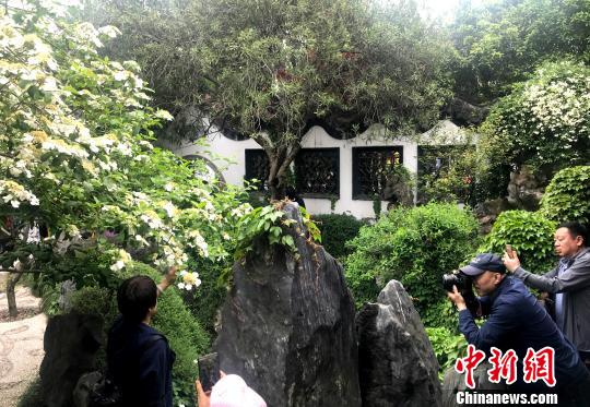 图为“晚清第一园”扬州何园琼花盛开,游客争相拍照。 崔佳明 摄 图为“晚清第一园”扬州何园琼花盛开,游客争相拍照。 崔佳明 摄