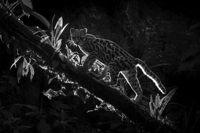 201904261525375499.jpg 1518230572jkwp2_mg_8406_margay_web_original_1_.jpg