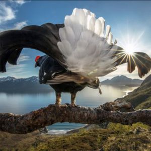 2019年度Big Picture自然世界摄影大赛揭晓