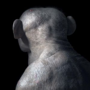 ޵ĶФӰ More Than Human by Tim Flach