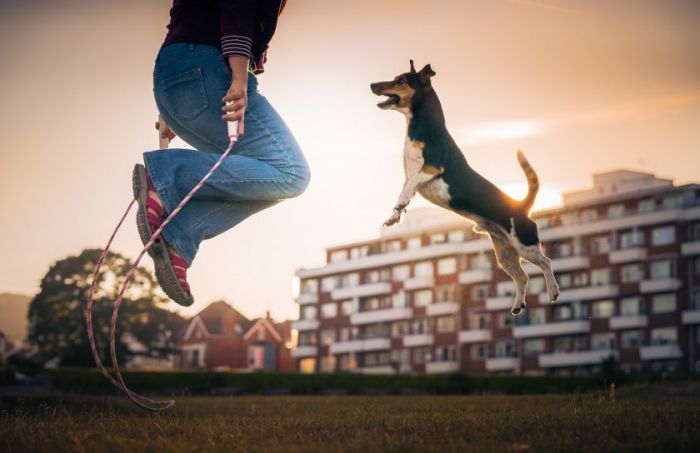 201907051627107973.jpg 2nd%20Dogs%20at%20Play%20Zoltan%20Kecskes%20%C2%A9-X2.jpg