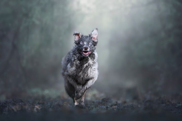 201907051627032094.jpg 1st%20Dogs%20at%20Play%20Monica%20van%20der%20Maden%20%C2%A9-X2.jpg
