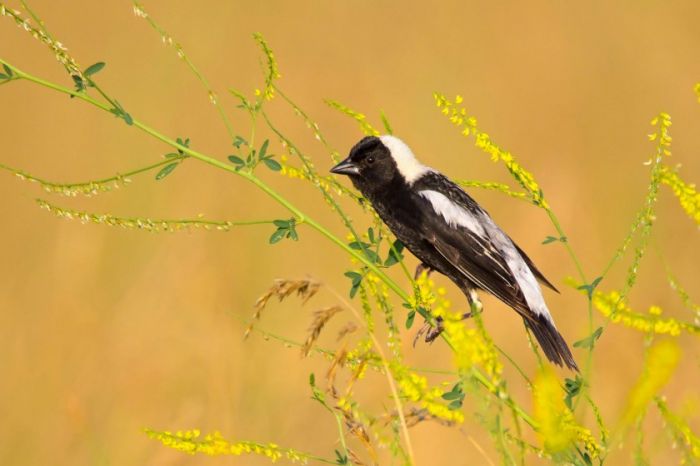 20190717153530952.jpg web_y_aud_garrett-sheets_bobolink_youth_honorable-mention.jpg